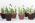 Pot de muguet en chocolat