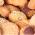 Noisettes