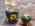 Pots de fleurs